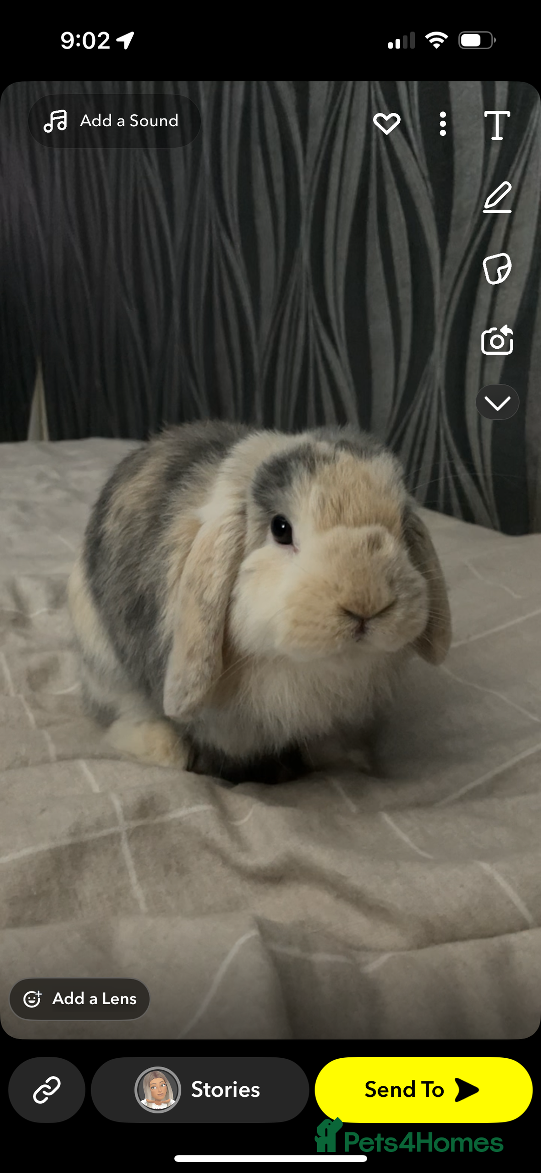 Dwarf Lop rabbits for sale: Male Harlequin Dwarf Rabbit  - Image 2