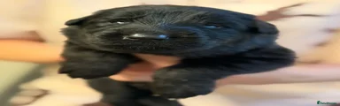 German Shepherd 4