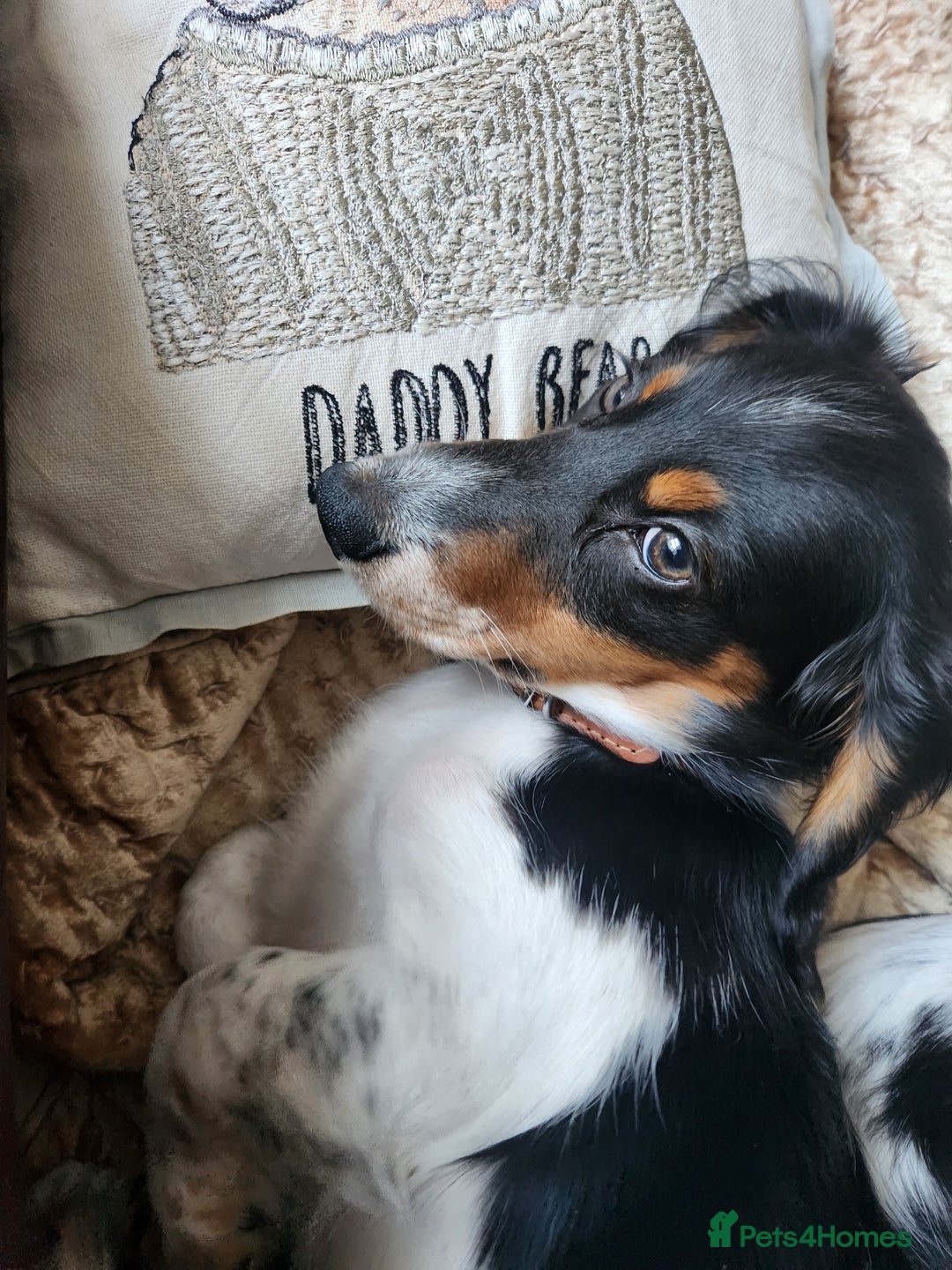 Dachshund dogs for sale: 2 White/Black/Tan long-haired dachshund puppies - Image 11