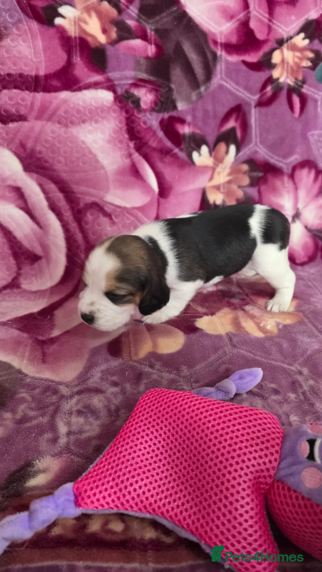 Beagle dogs for sale: Beautiful Beagle puppies looking for loving homes - Advert 26