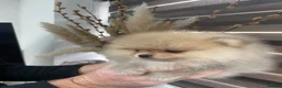 Pomeranian dogs for sale: KC mini Pomeranian  - Advert 28