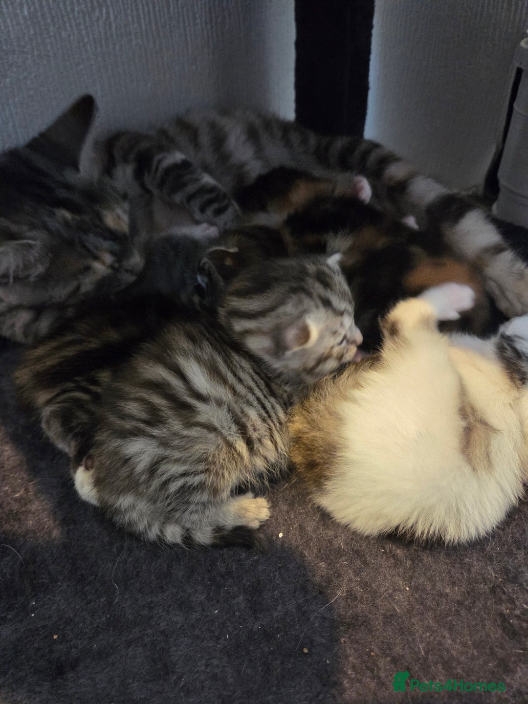 Mixed Breed cats for sale: Mixed colour tabby kittens - Image 19
