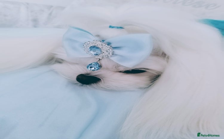 Maltese dogs - Advert 1