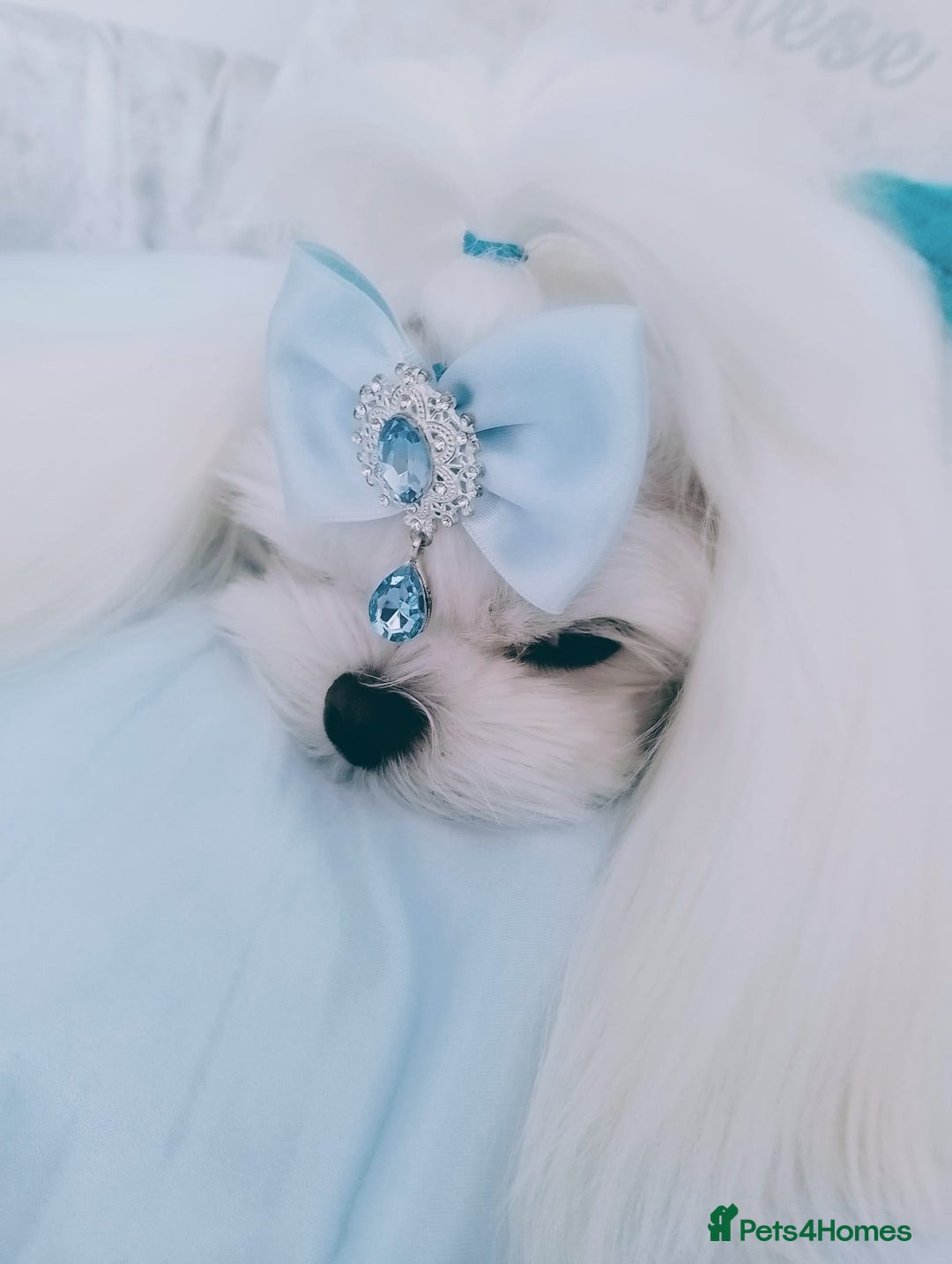 Maltese dogs for stud: ❤️health tested Tiny Korean Maltese boy❤️ - Image 4