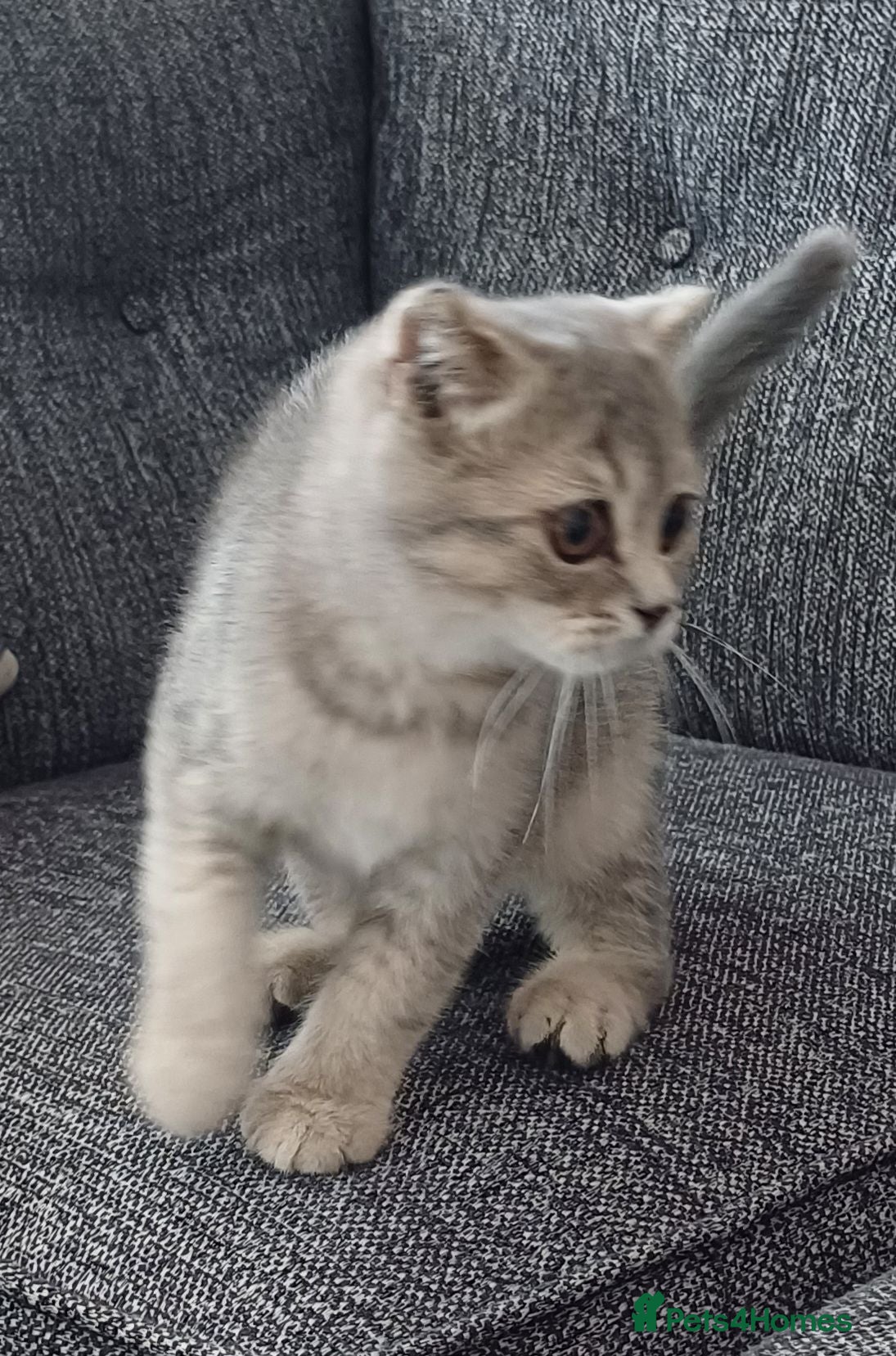 Scottish Fold cats Affectionate Lovable Scottish Babies - Advert 20