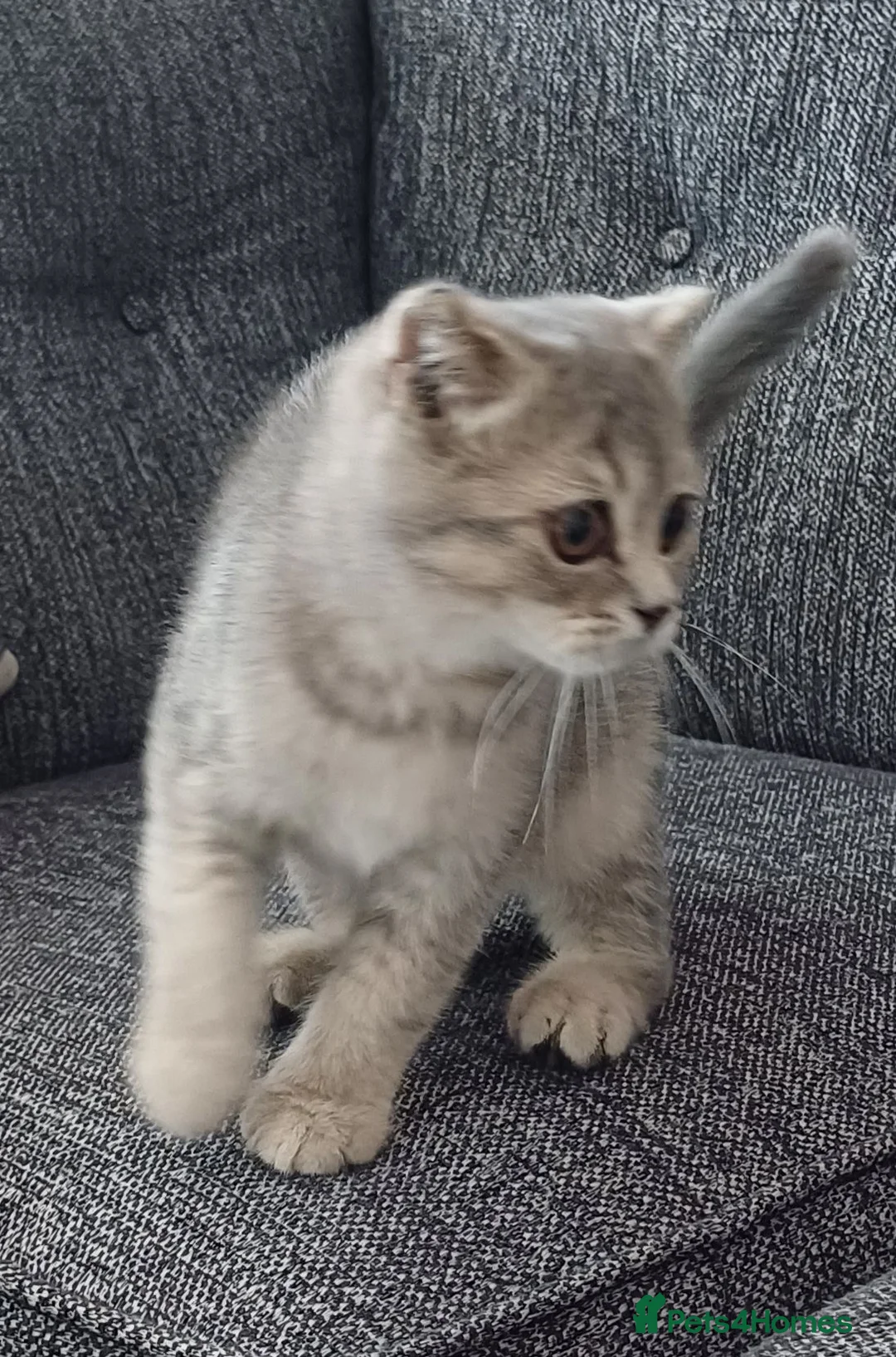 Scottish Fold cats for sale: Affectionate Lovable Scottish Babies - Advert 1