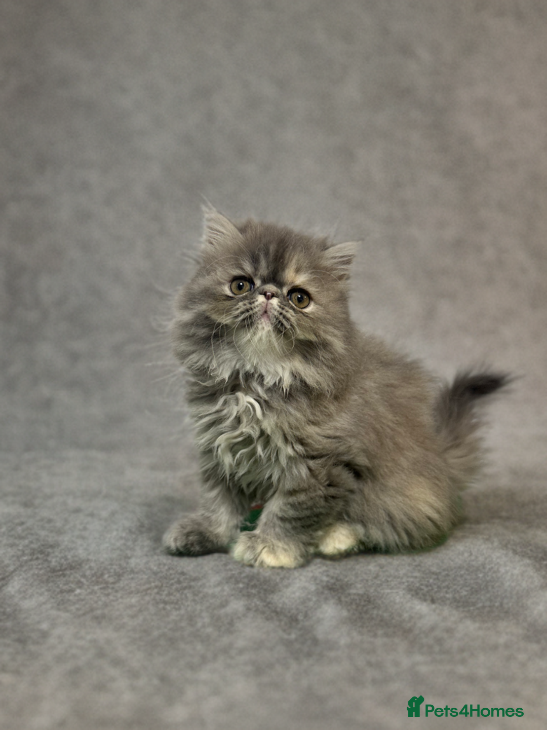Persian cats for sale: ⭐️ Exceptional Persian x Exotic Kittens ⭐️ - Advert 5