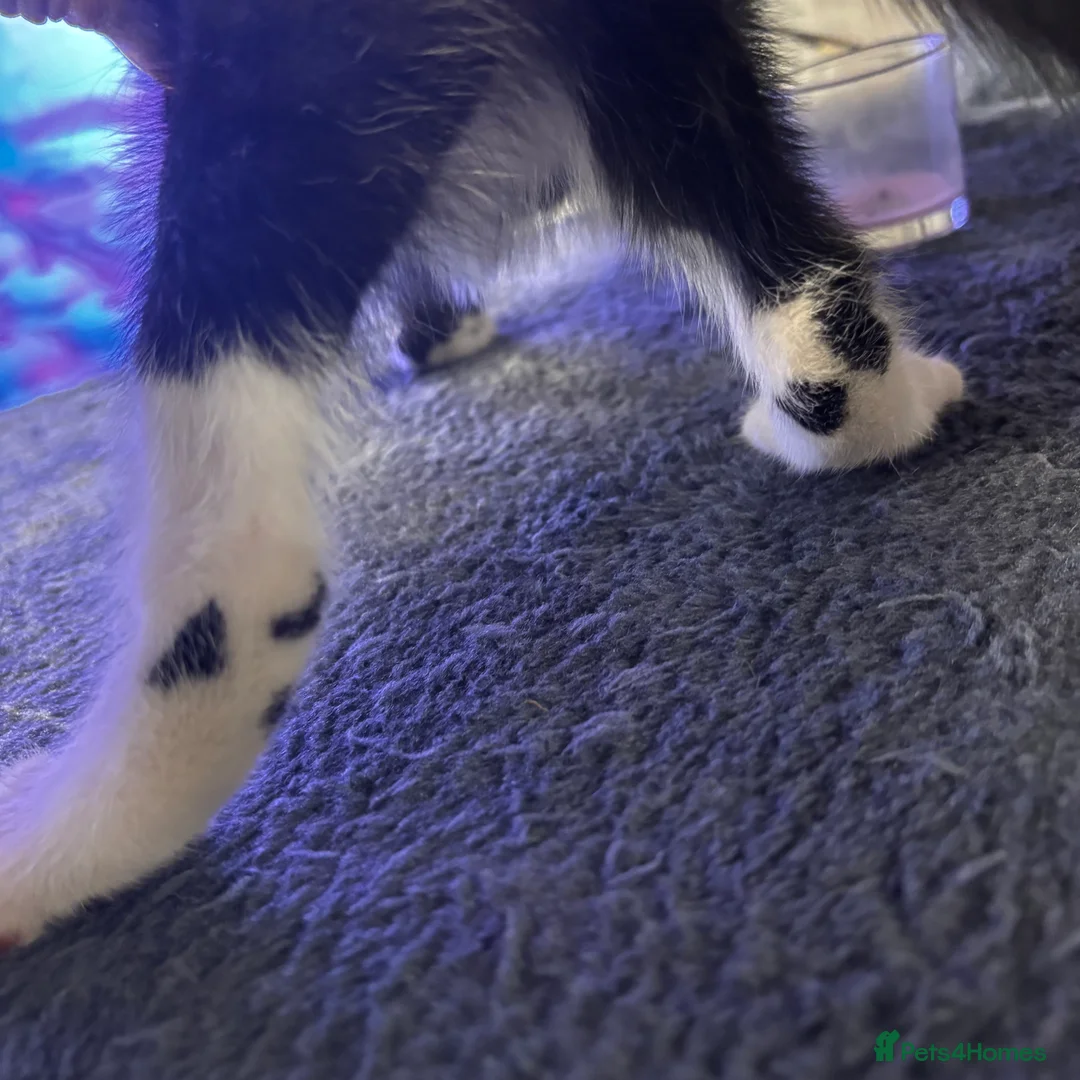 Mixed Breed cats for sale: Beautiful Fluffy Kittens Ready For Loving Homes 🐾 - Advert 2