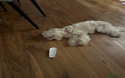 Maltipoo dogs for sale: Cute Zoe cuddle is back looking for a new home   - Image 6