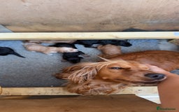 Cockapoo dogs for sale: Beautiful litter of cockapoos  - Image 1