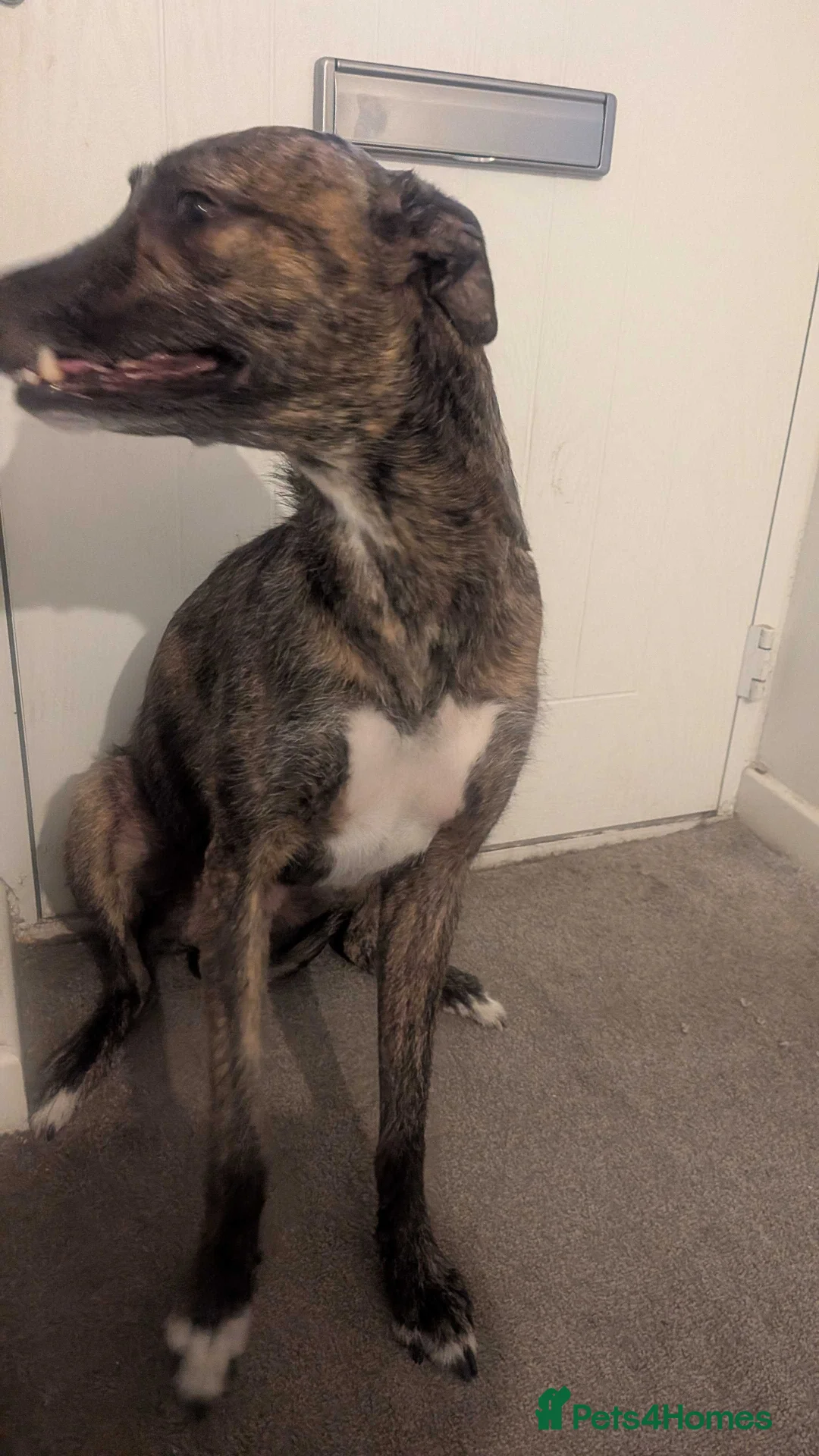 Lurcher dogs for sale: Meet Doggo - A Truly Special Lurcher - Advert 11