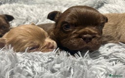 French Bulldog dogs for sale: Amazing Fluffy French bulldogs  - Advert 7