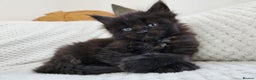 Maine Coon cats for sale: Maine coon kittens  - Advert 10