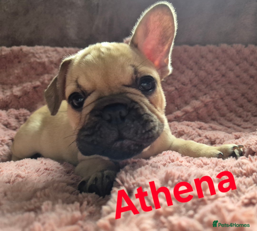 French Bulldog dogs for sale: French bulldog pups ❤️ - Image 6