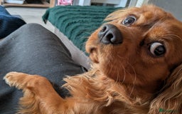 Cavalier King Charles Spaniel dogs for sale: Beautiful Cavalier Boy Reluctant Rehome - Image 10