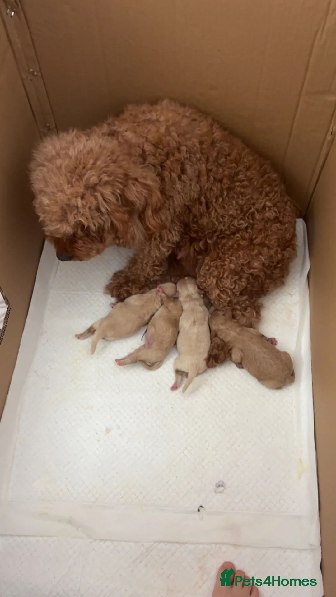 Mixed Breed dogs for sale: 2 beautiful Maltipoos left  in Matlock - Advert 1