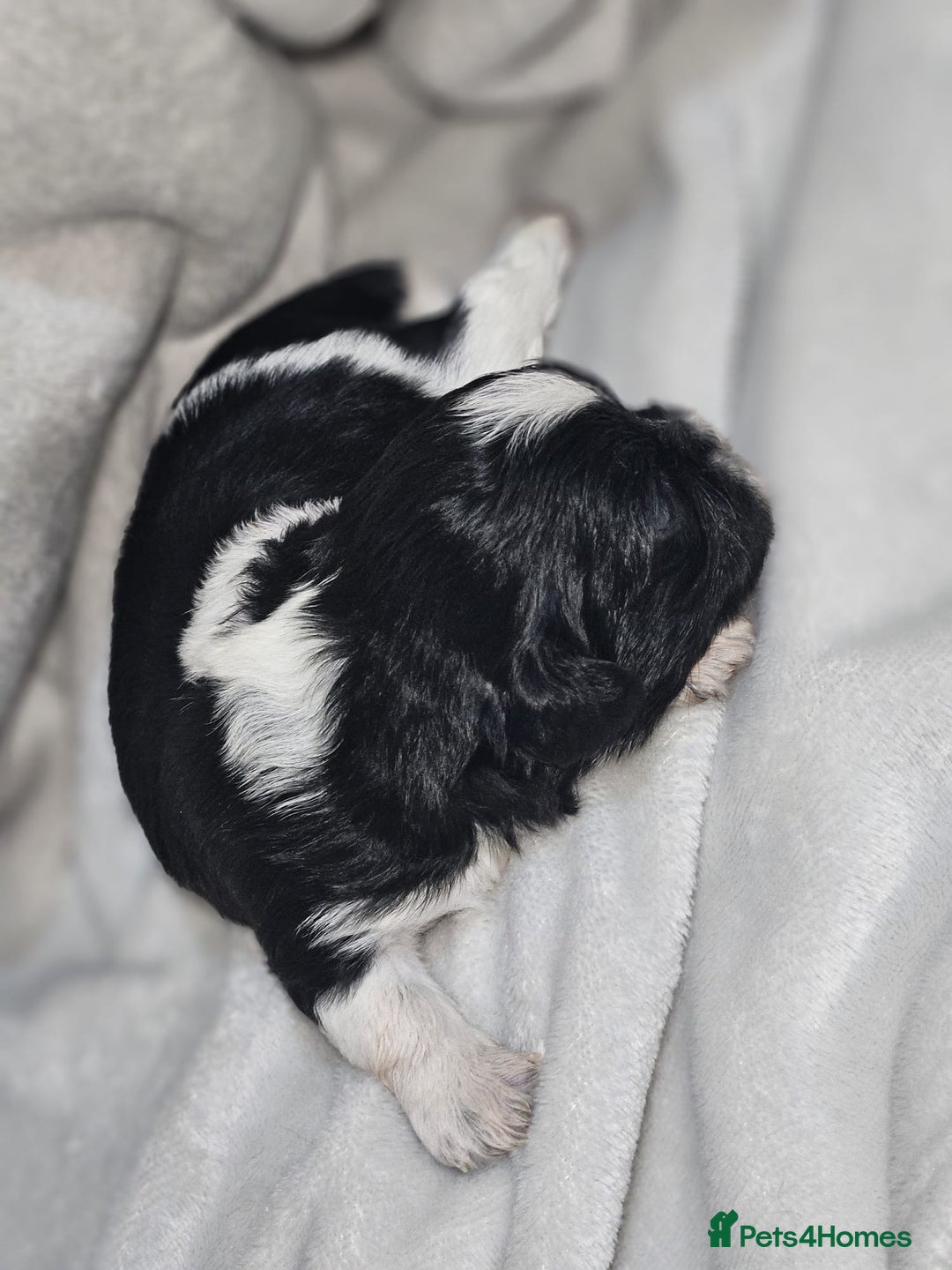 Shih Tzu dogs for sale: Shih tzu puppies  - Advert 9