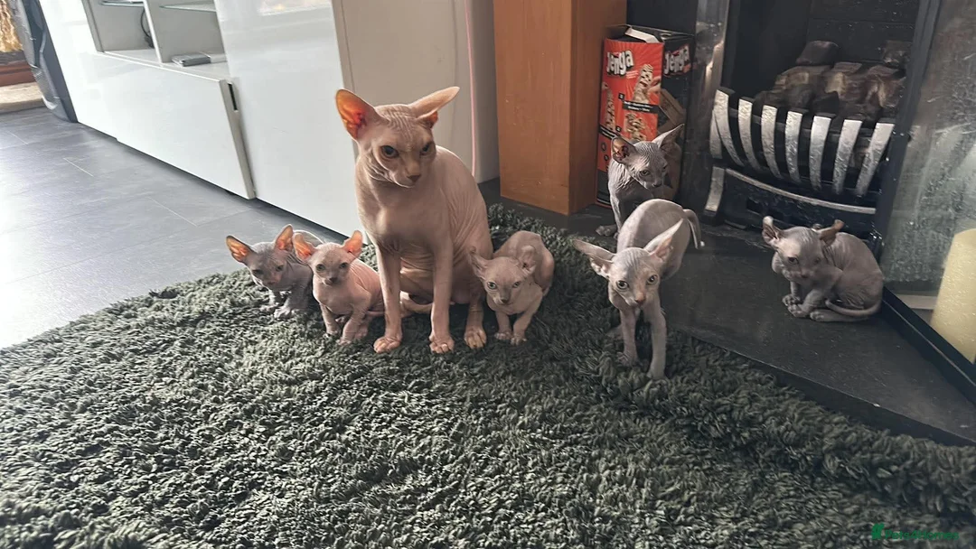 Sphynx cats for stud: Beautiful Sphynx Stud - Advert 2