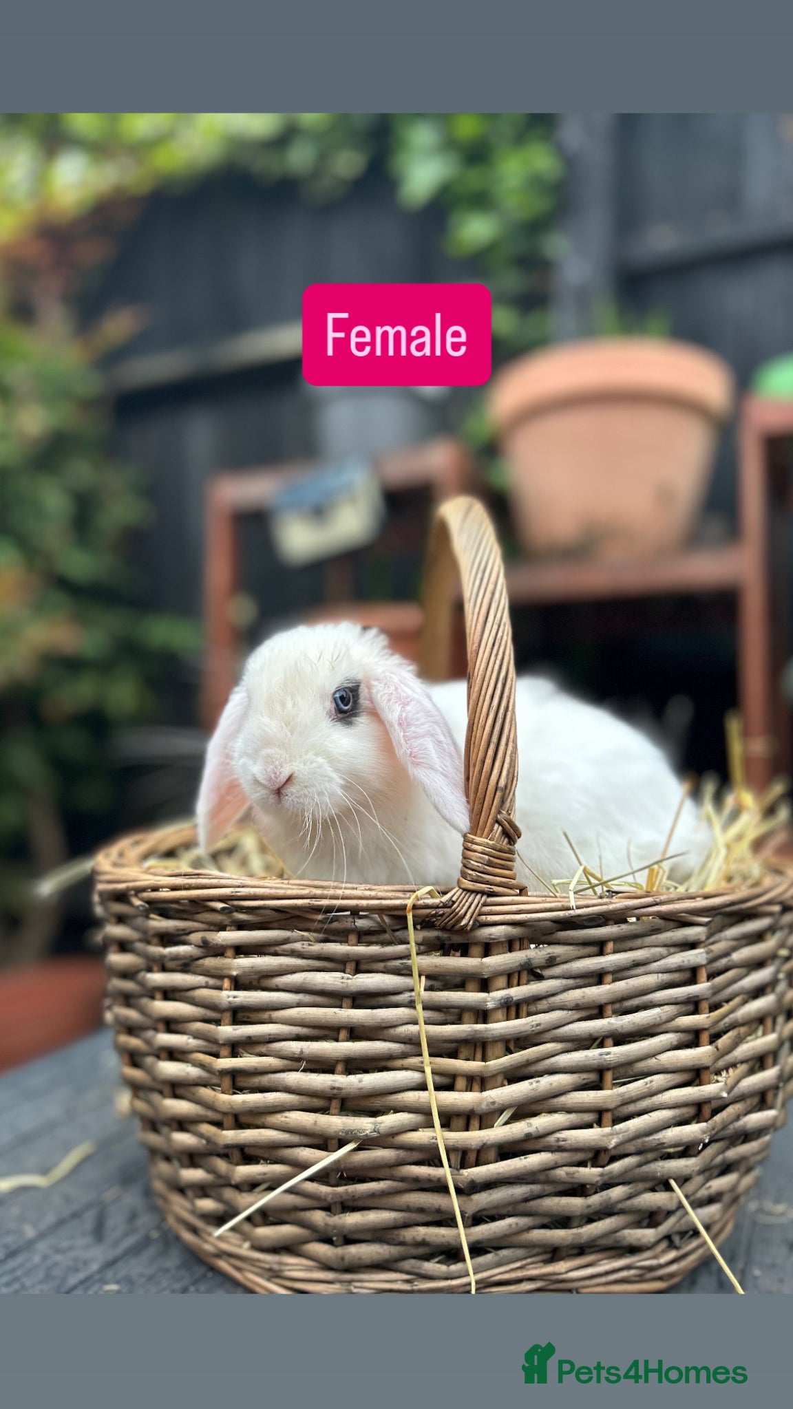 Mini Lop rabbits Mini Lop Baby Rabbits (Ready To Leave Now) - Advert 7