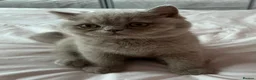 British Shorthair cats for sale: Lilac British shorthair gccf registered kittens  - Advert 1