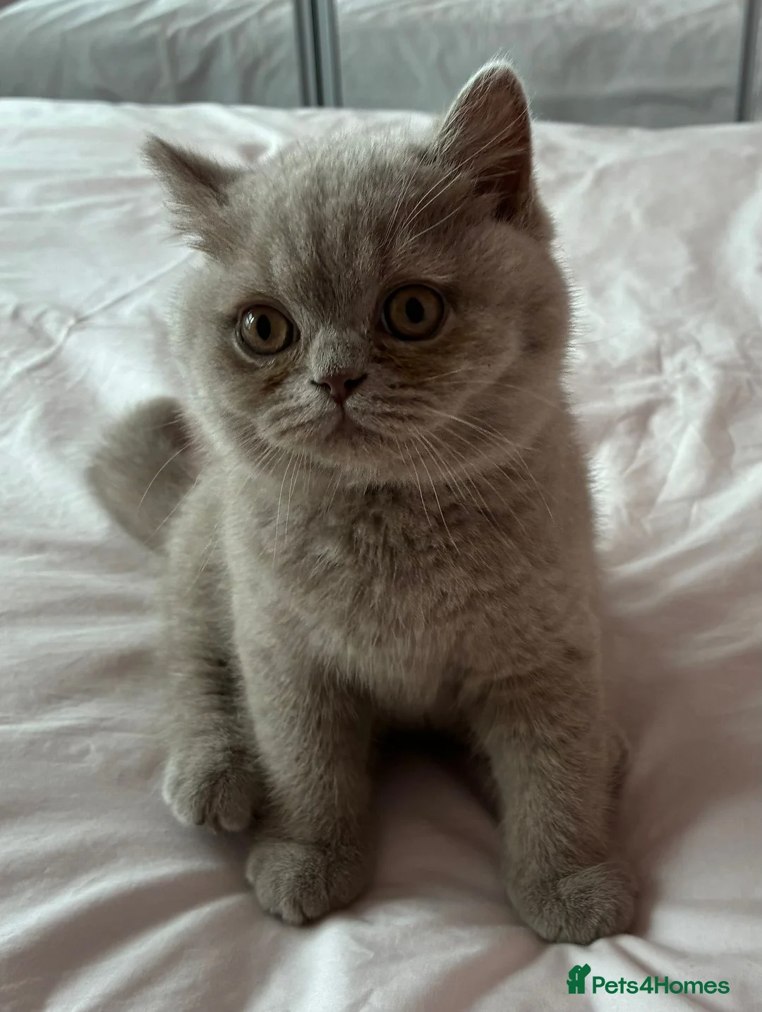 British Shorthair cats for sale: Lilac British shorthair gccf registered kittens  - Advert 1