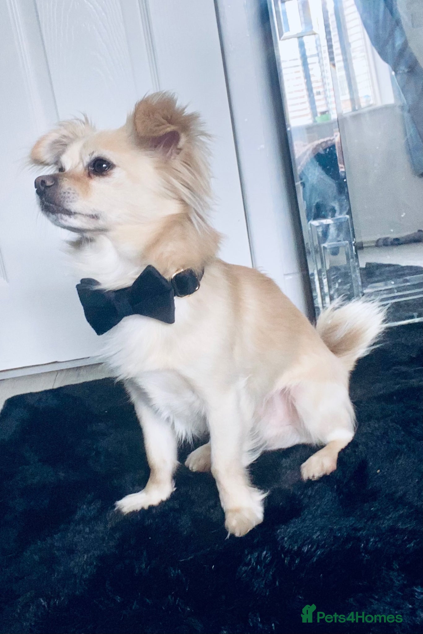 Chihuahua dogs for sale: Last Baby Boy Chihuahua  in Manchester - Advert 3