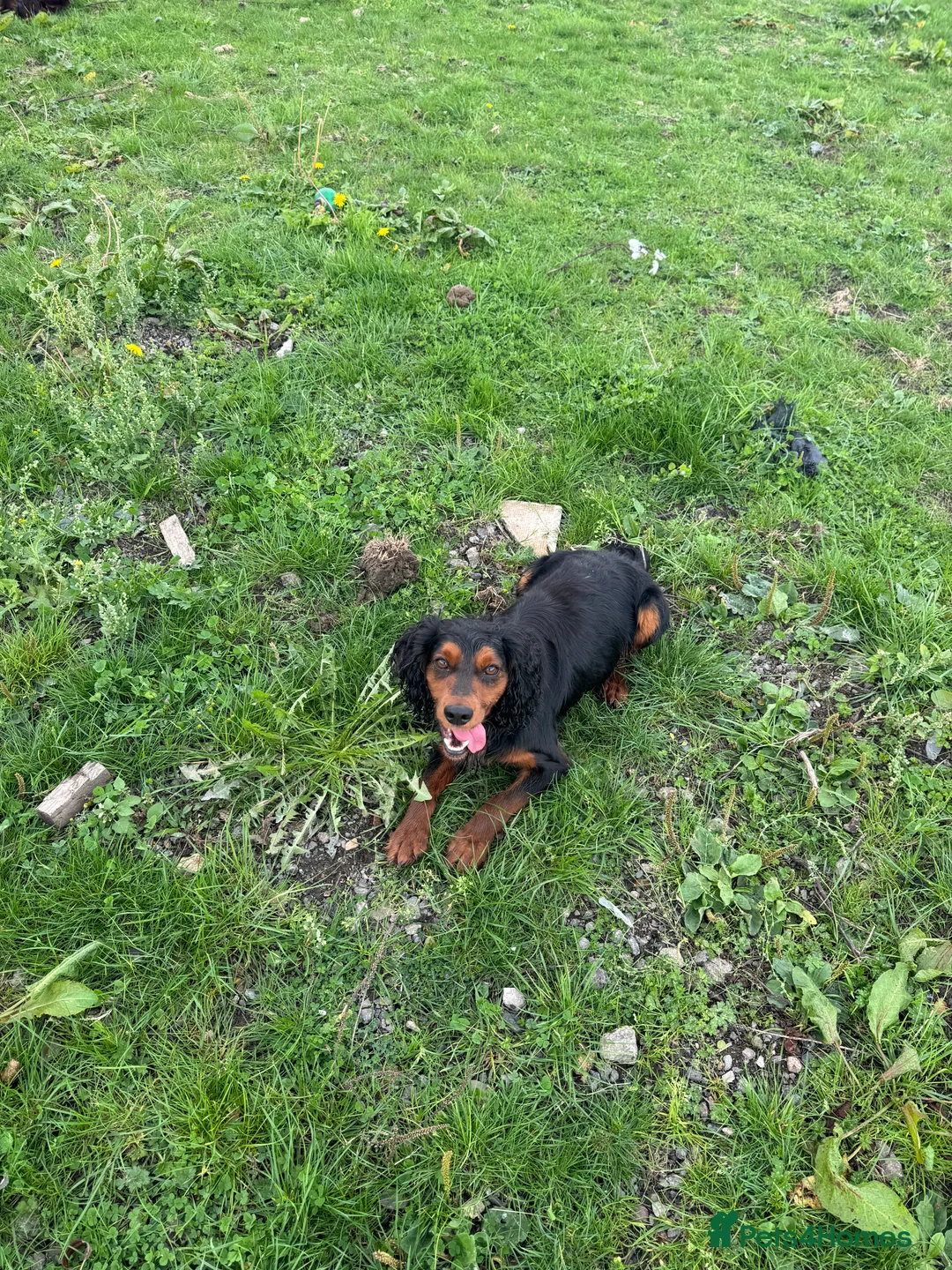 Cocker Spaniel dogs for stud: KC REGISTERED WORKING COCKER SPANIEL STUD - Advert 4