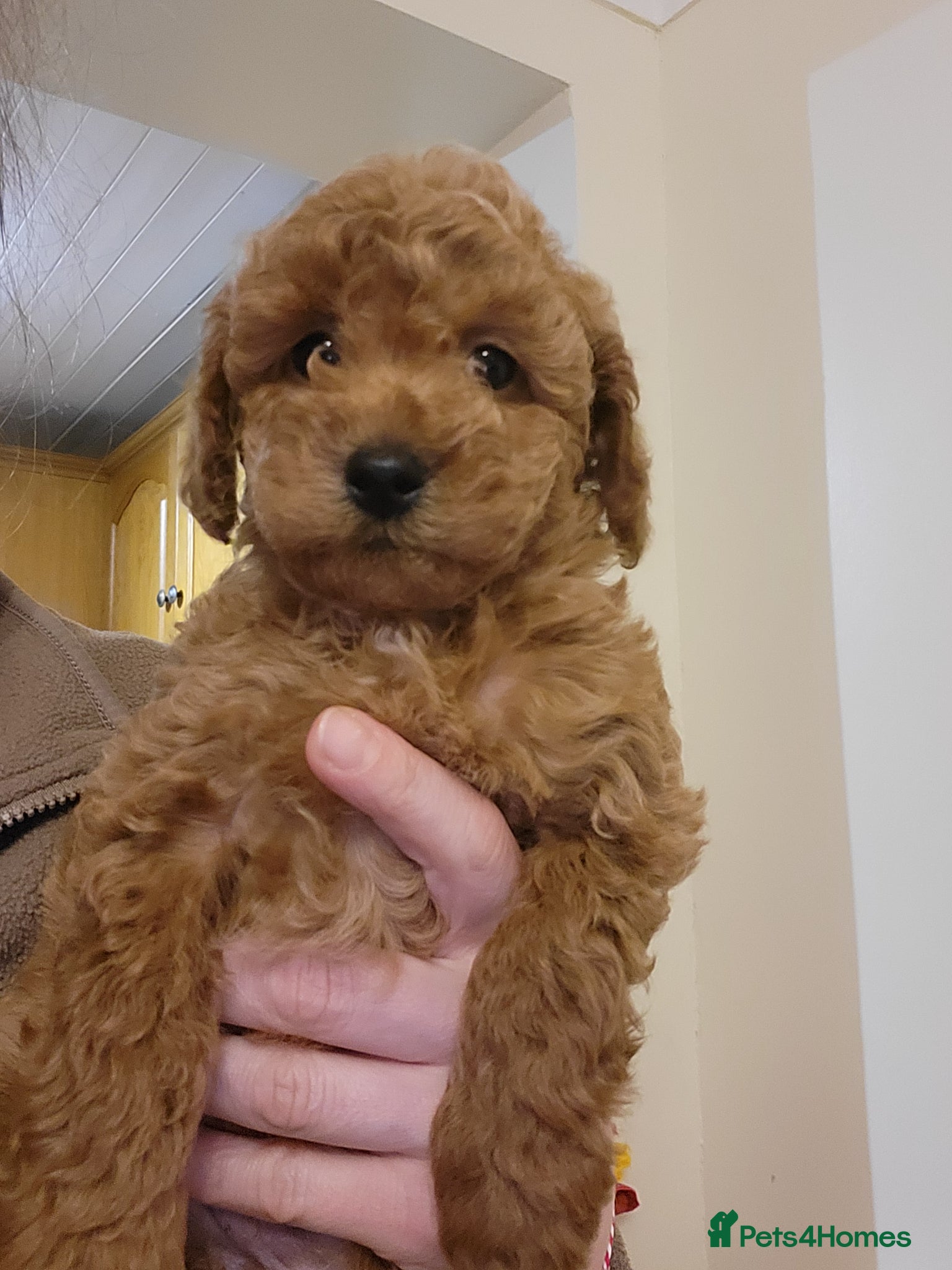 Toy Poodle dogs Adorable TOY POODLE pups - Advert 2