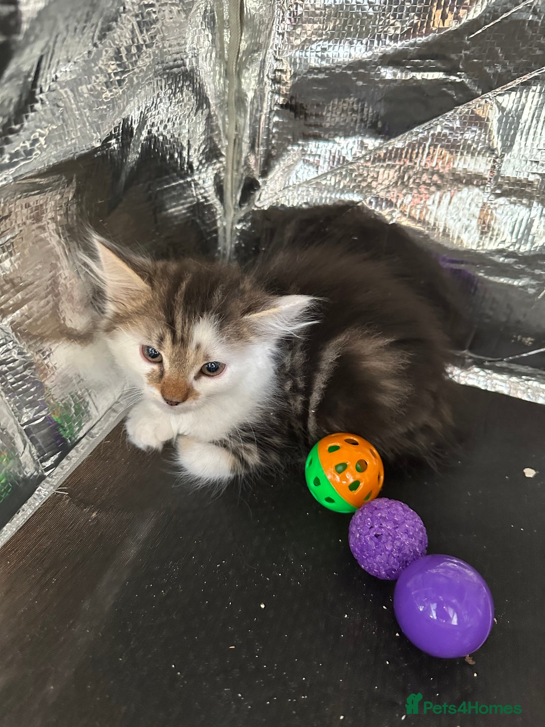 Mixed Breed cats for sale: Kittens for sale  - Image 23
