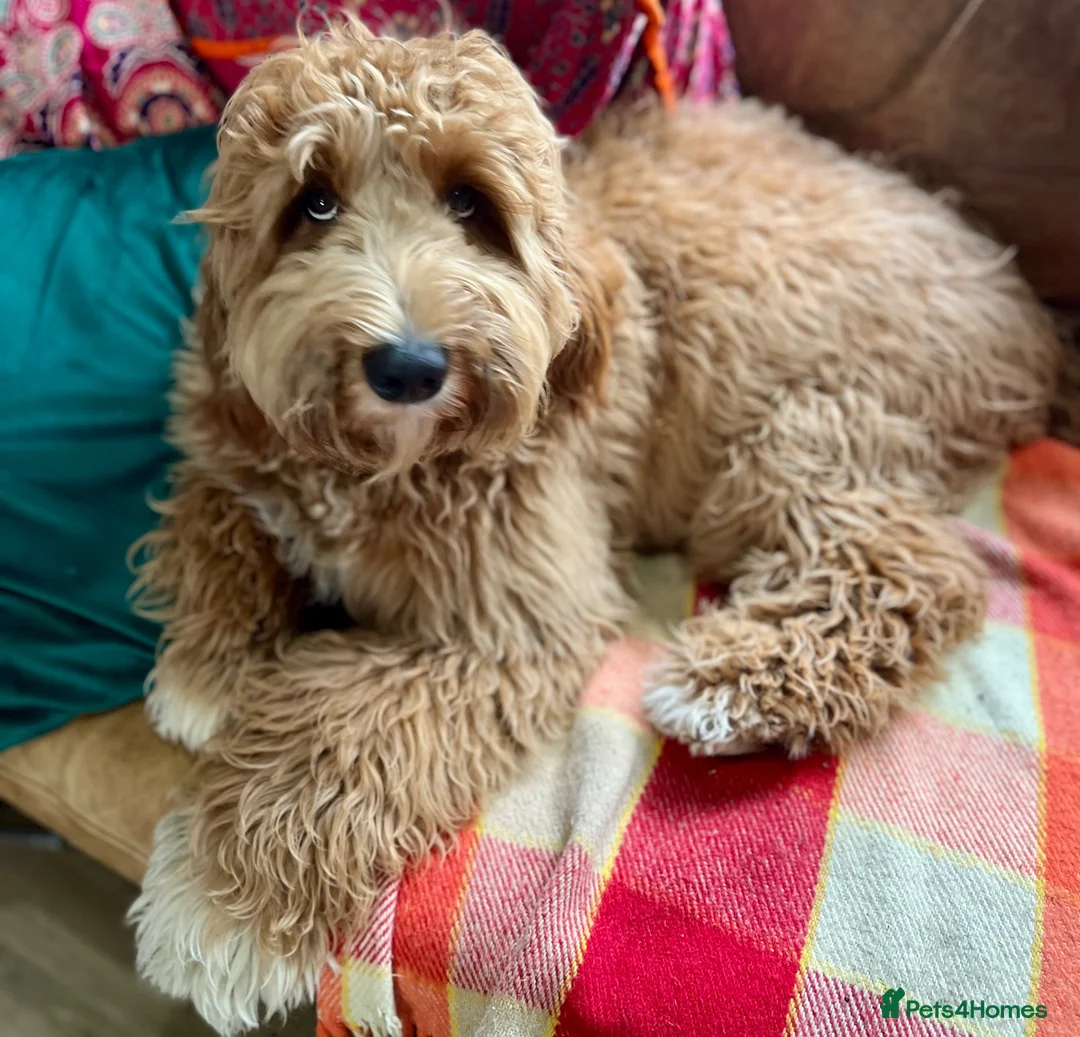 Labradoodle dogs for stud: Labradoodle full Australian  - Advert 3