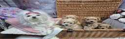 Maltipoo dogs for sale: Stunning Toy F1 Apricot & Cream maltipoo's - Advert 1