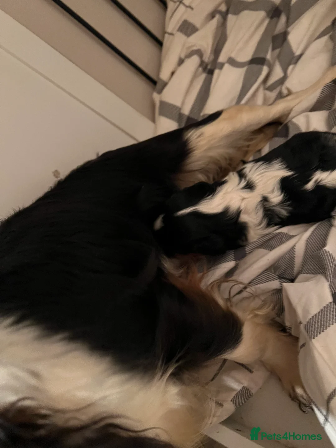 Cavalier King Charles Spaniel dogs for sale: Cavalier King Charles spaniel  - Advert 3