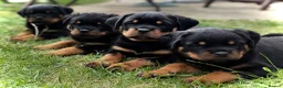 Rottweiler dogs for sale: Beautiful Rottweiler Puppies  in Chessington - Advert 18