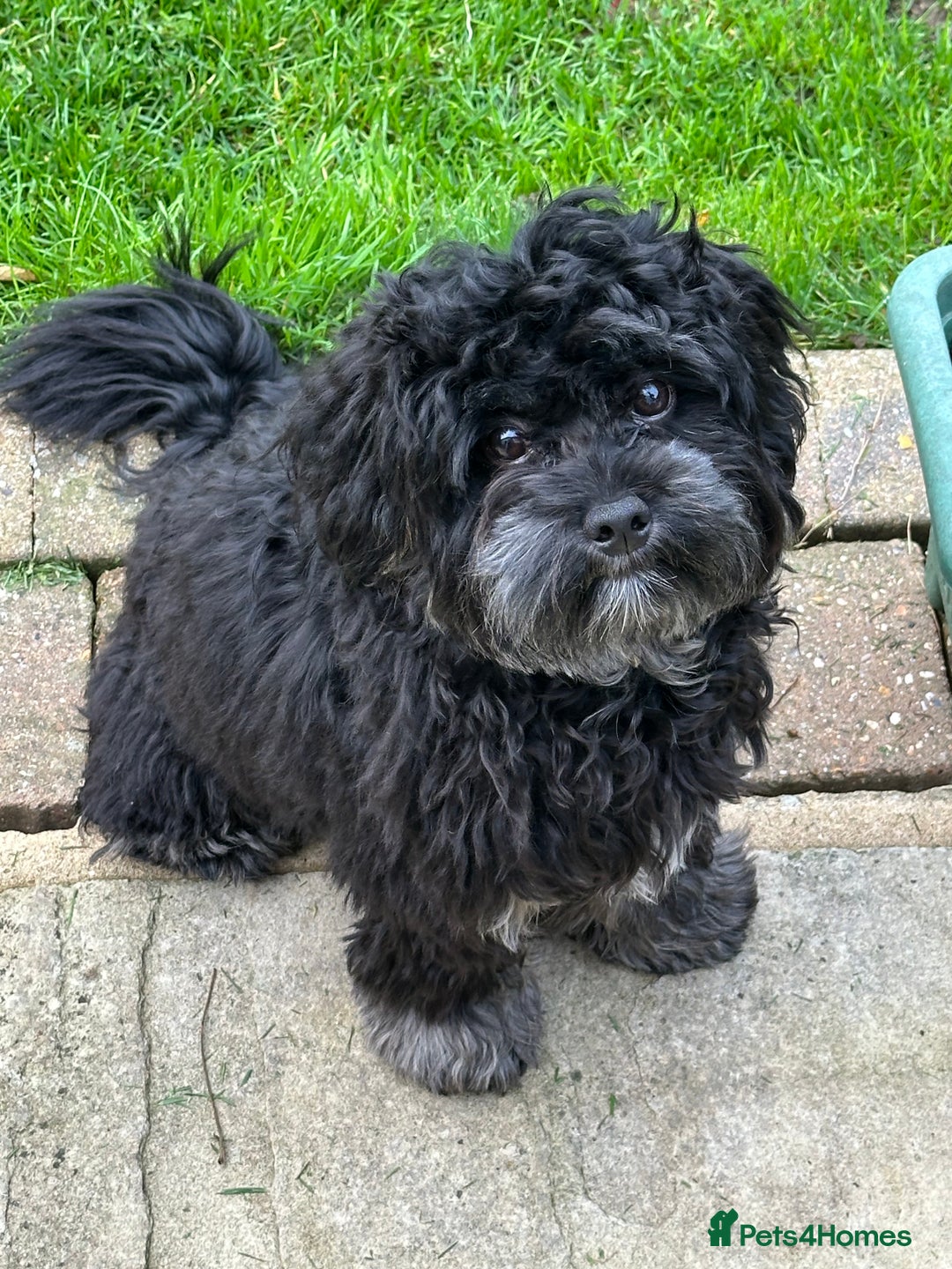 Maltipoo dogs for sale: Maltipoo - 7 month old boy - Advert 1