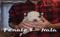 Siberian Husky dogs for sale: Serbian Huskeys  - Image 5