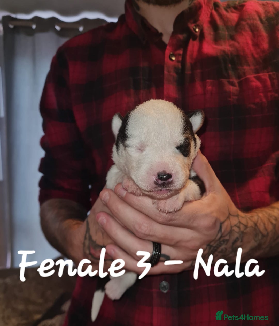 Siberian Husky dogs for sale: Serbian Huskeys  - Image 5