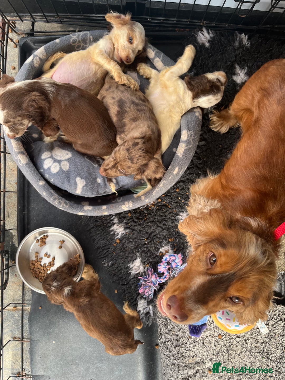 Cocker Spaniel dogs for sale: ❤️Gorgeous, Happy, Healthy, Spaniel babies 💙 - Image 6