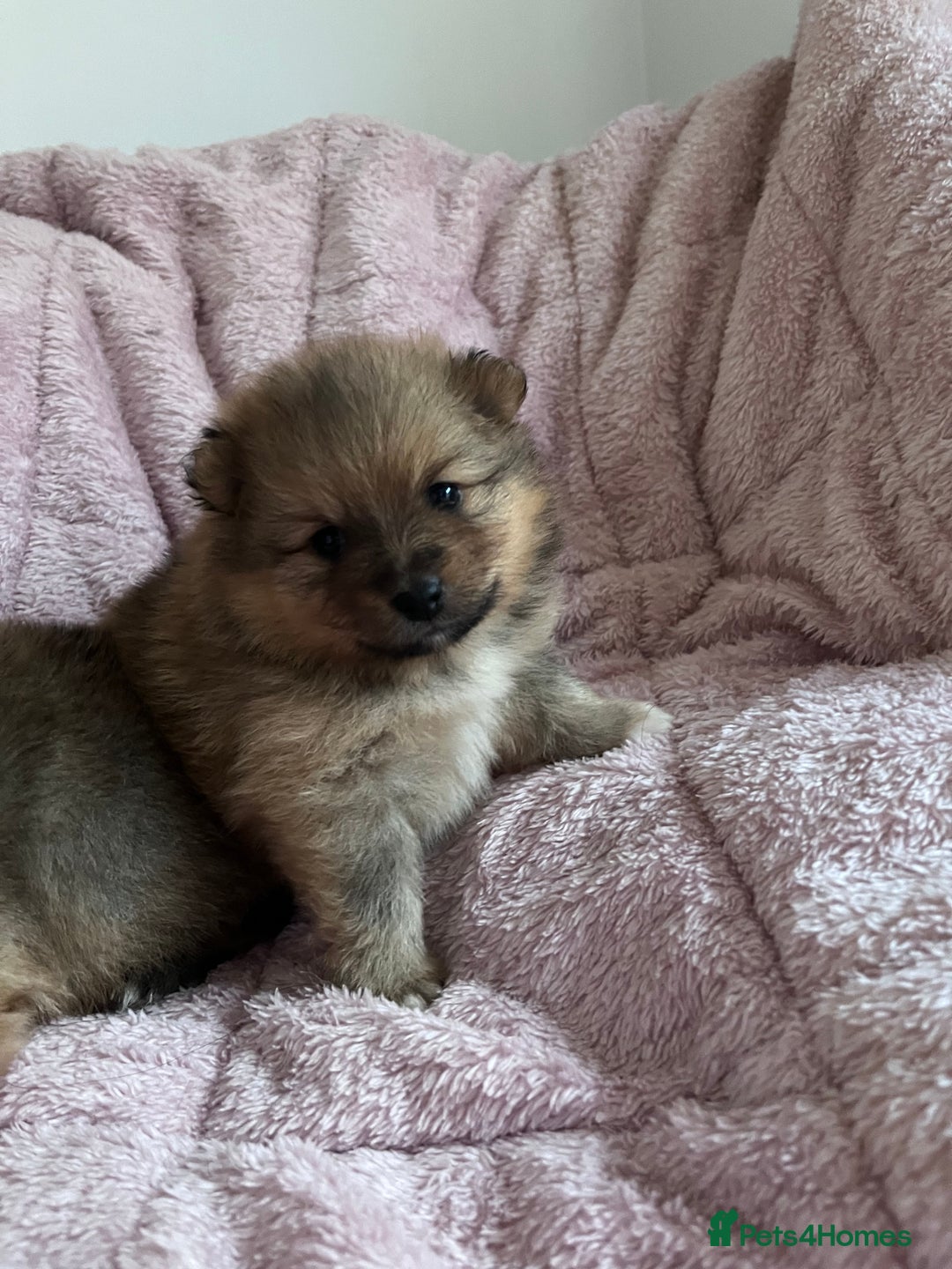 Pomeranian dogs for sale: 2 beautiful Pomeranian Puppy’s  - Image 7