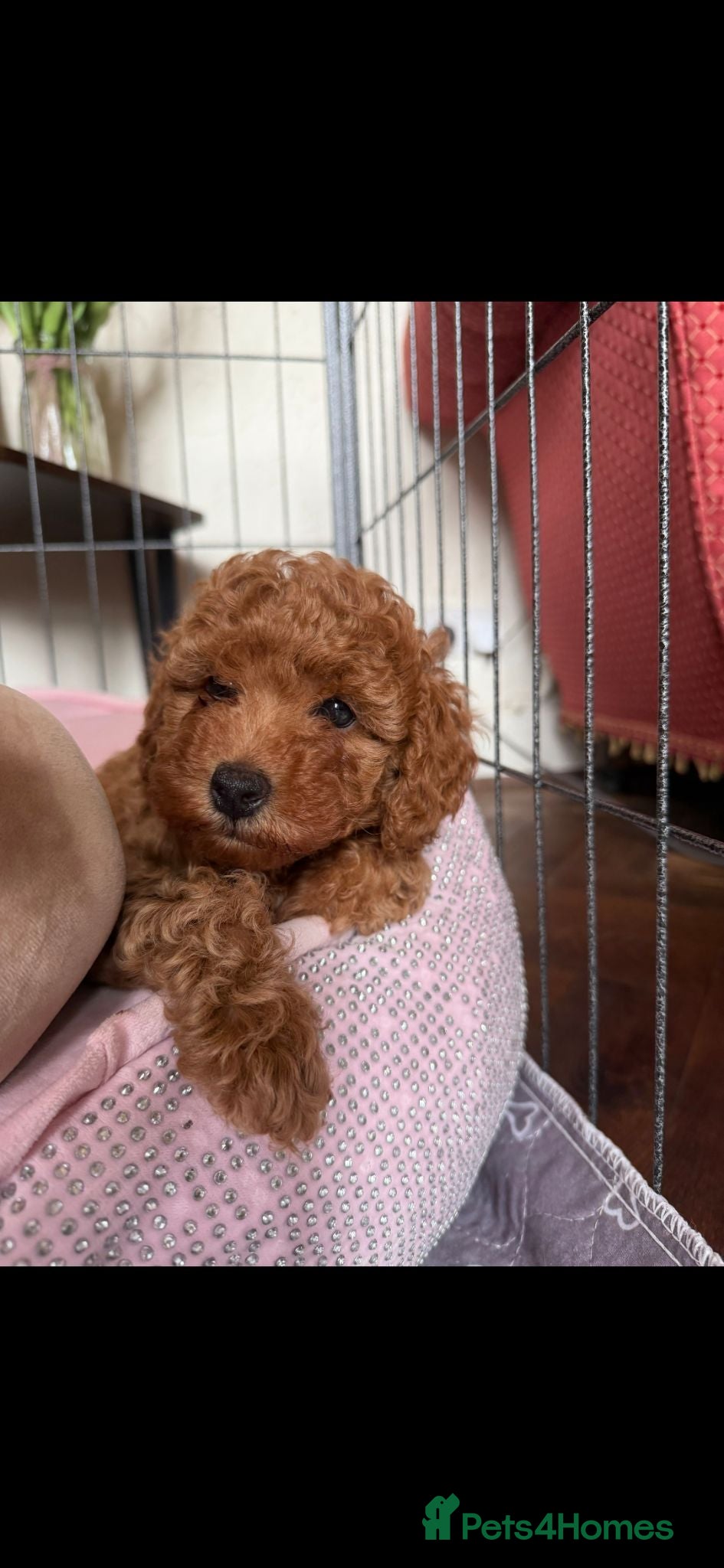 Miniature Poodle dogs READY NOW 2 beautiful red  miniature poodle girls  - Advert 1