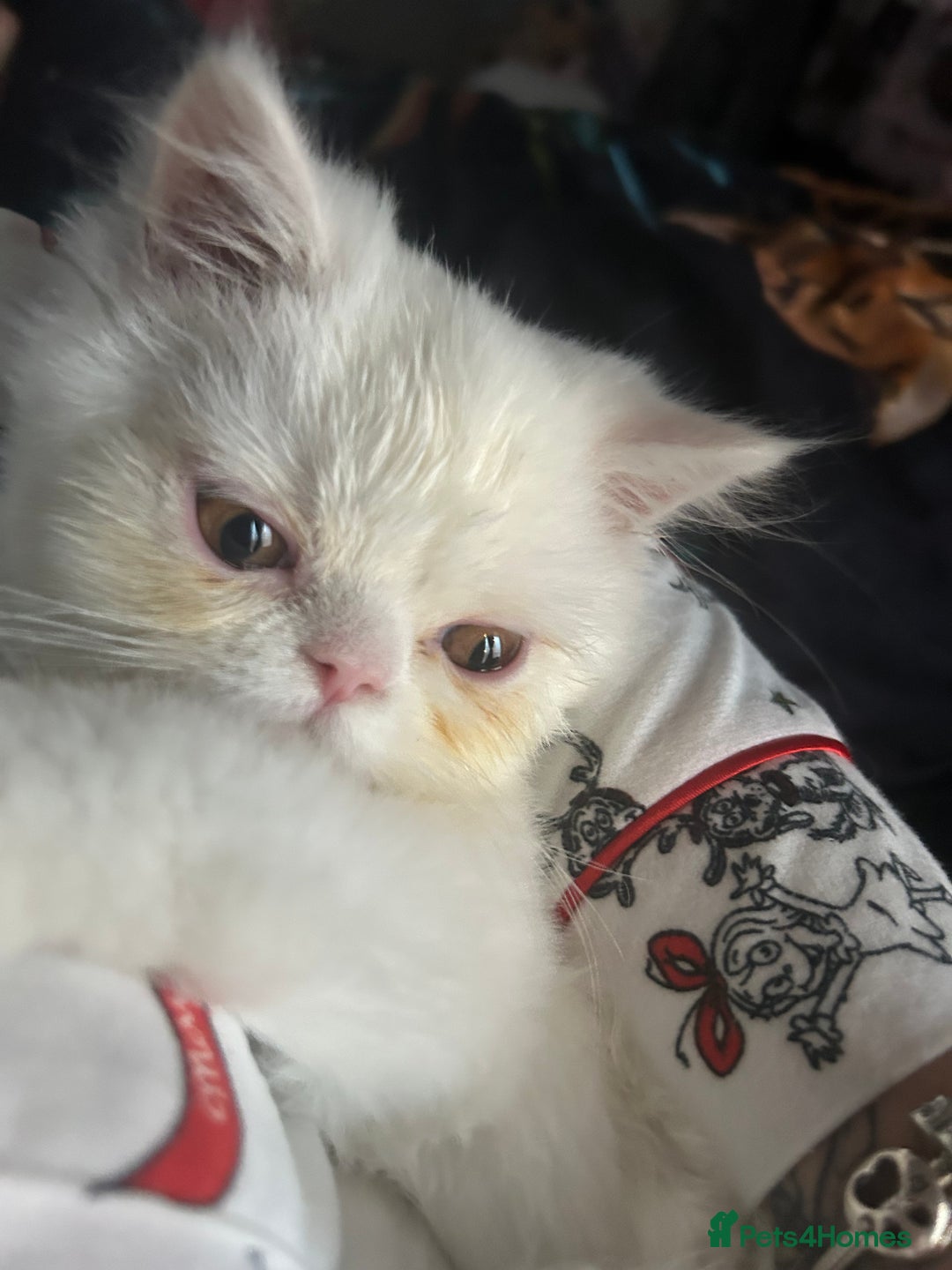 Persian cats for sale: Beautiful Persian kittens - Advert 4