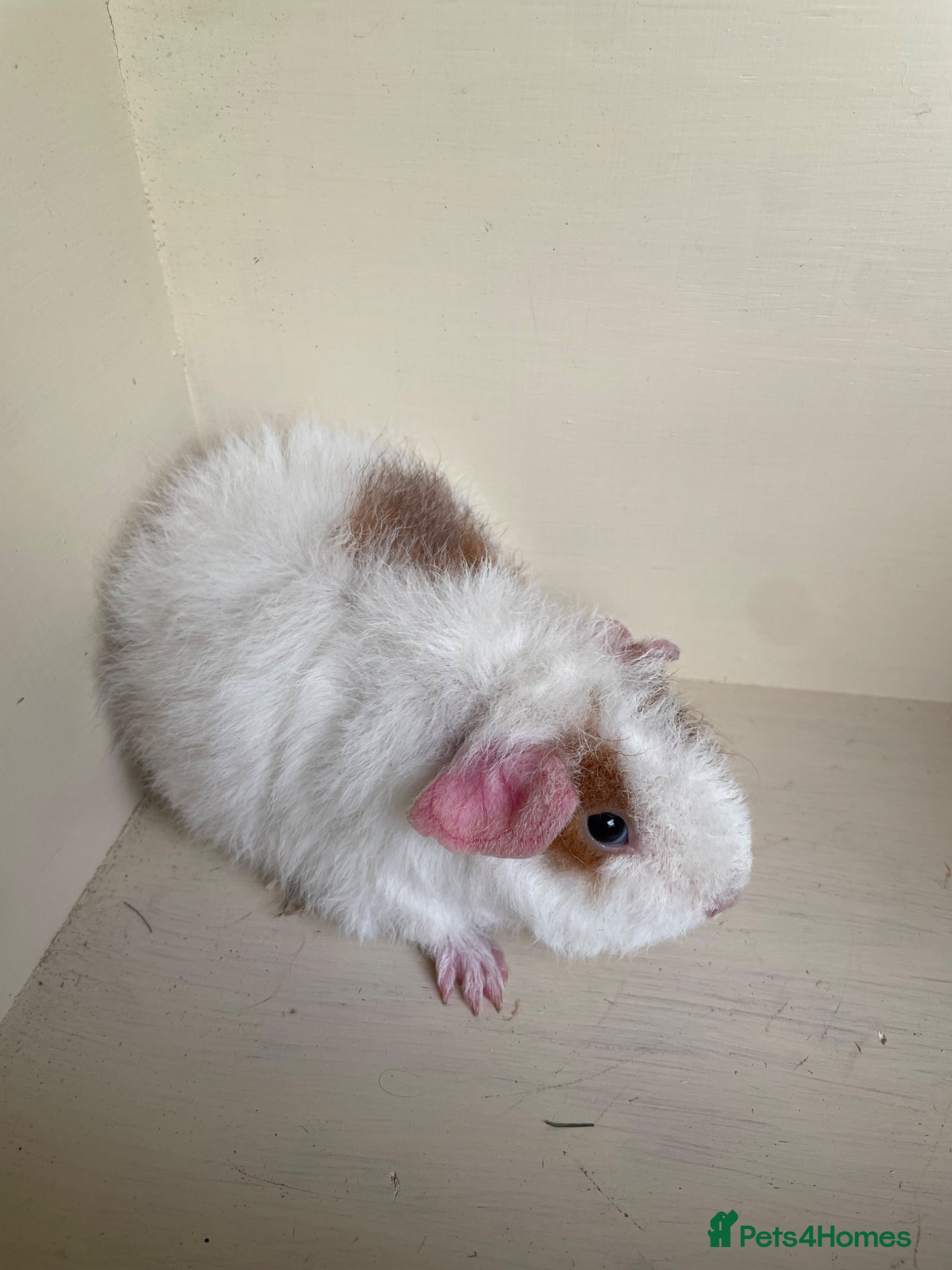 Guinea Pig rodents Baby Guinea pig boars ready now  - Advert 9