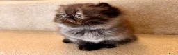 Persian cats for sale: Beautiful Pedigree Persian 1 Male 1 Female - Advert 9
