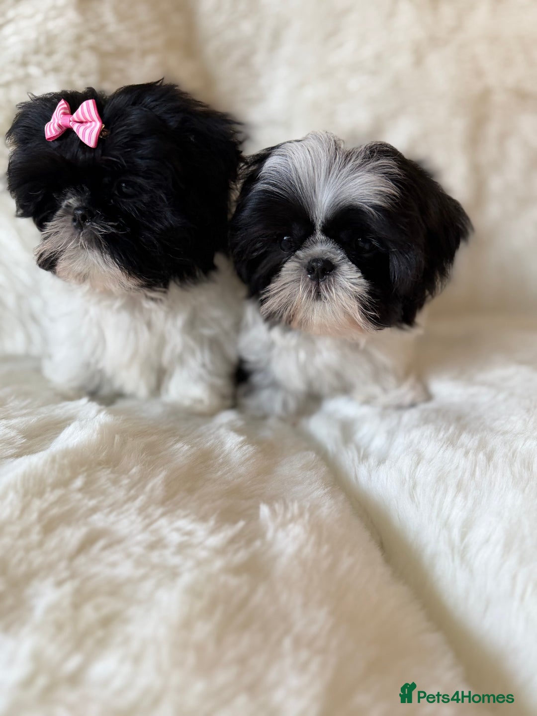 Shih Tzu dogs for sale: AMERICAN IMPERIAL SHIH TZU PUPPIES - Advert 10