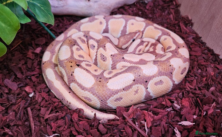 Python Snake reptiles - Advert 1
