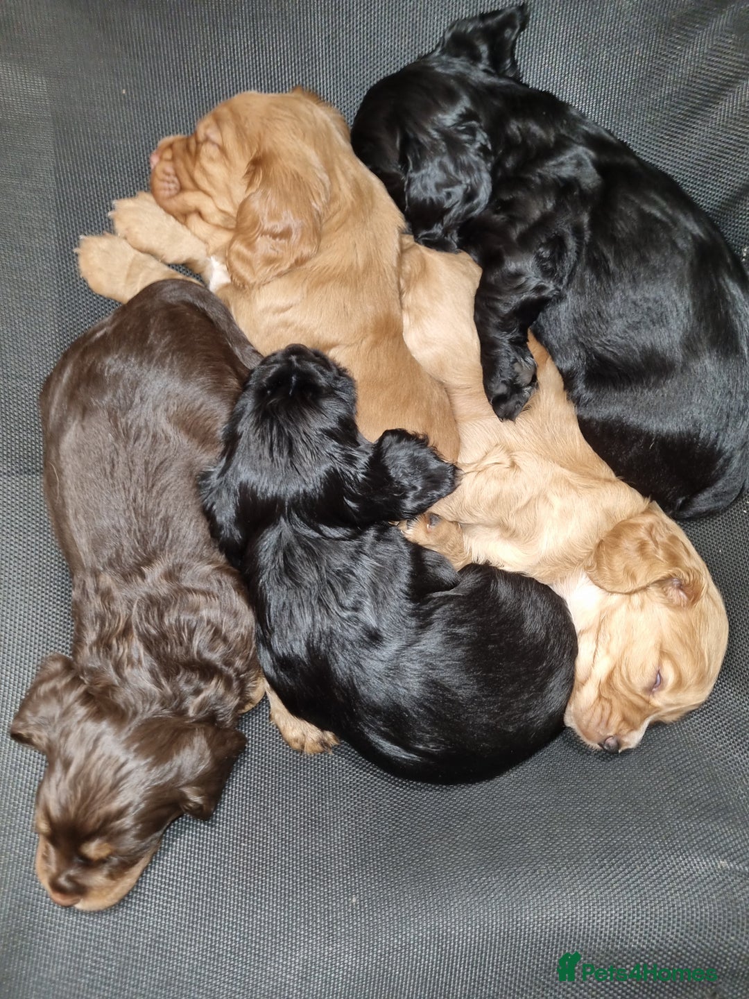 Cocker Spaniel dogs for sale: KC Registered Cocker Spaniel (Working) Puppies - Image 27