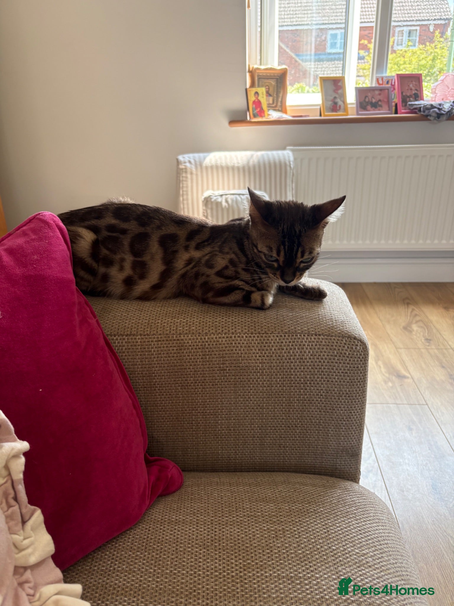 Mixed Breed cats Half bengal kittens  - Advert 2