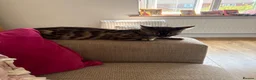 Mixed Breed cats for sale: Half bengal kittens  in Brandon - Advert 2