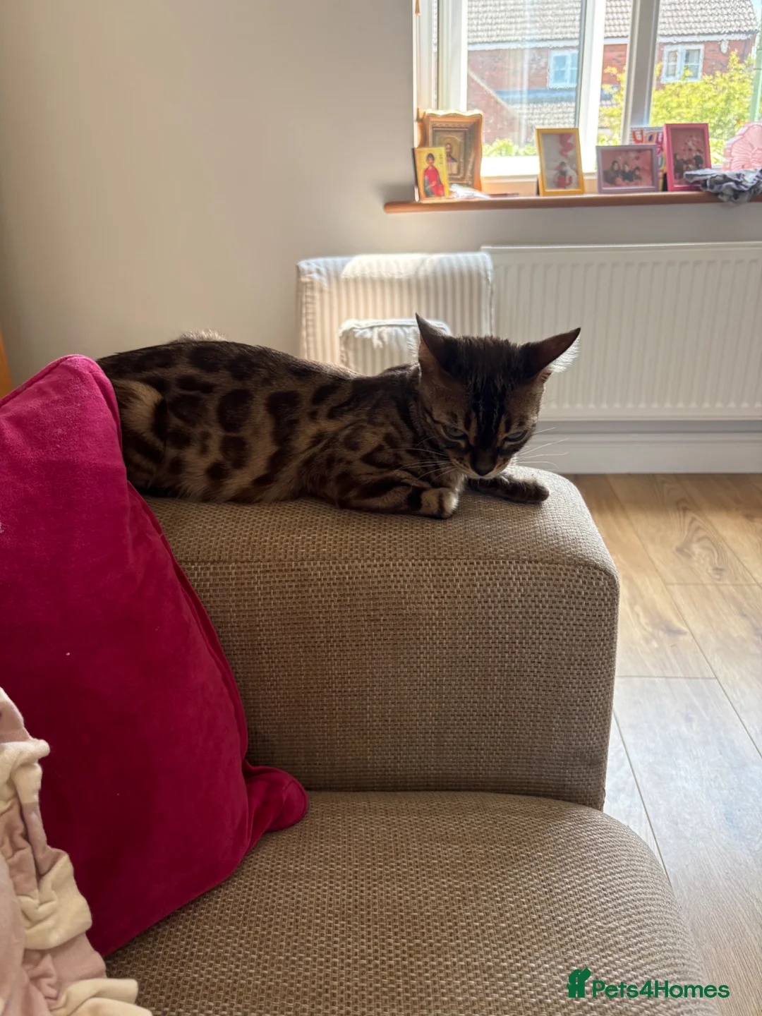 Mixed Breed cats for sale: Half bengal kittens  in Brandon - Advert 2