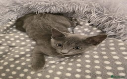 Russian Blue cats for sale: Female Russian blue kitten  - Image 5