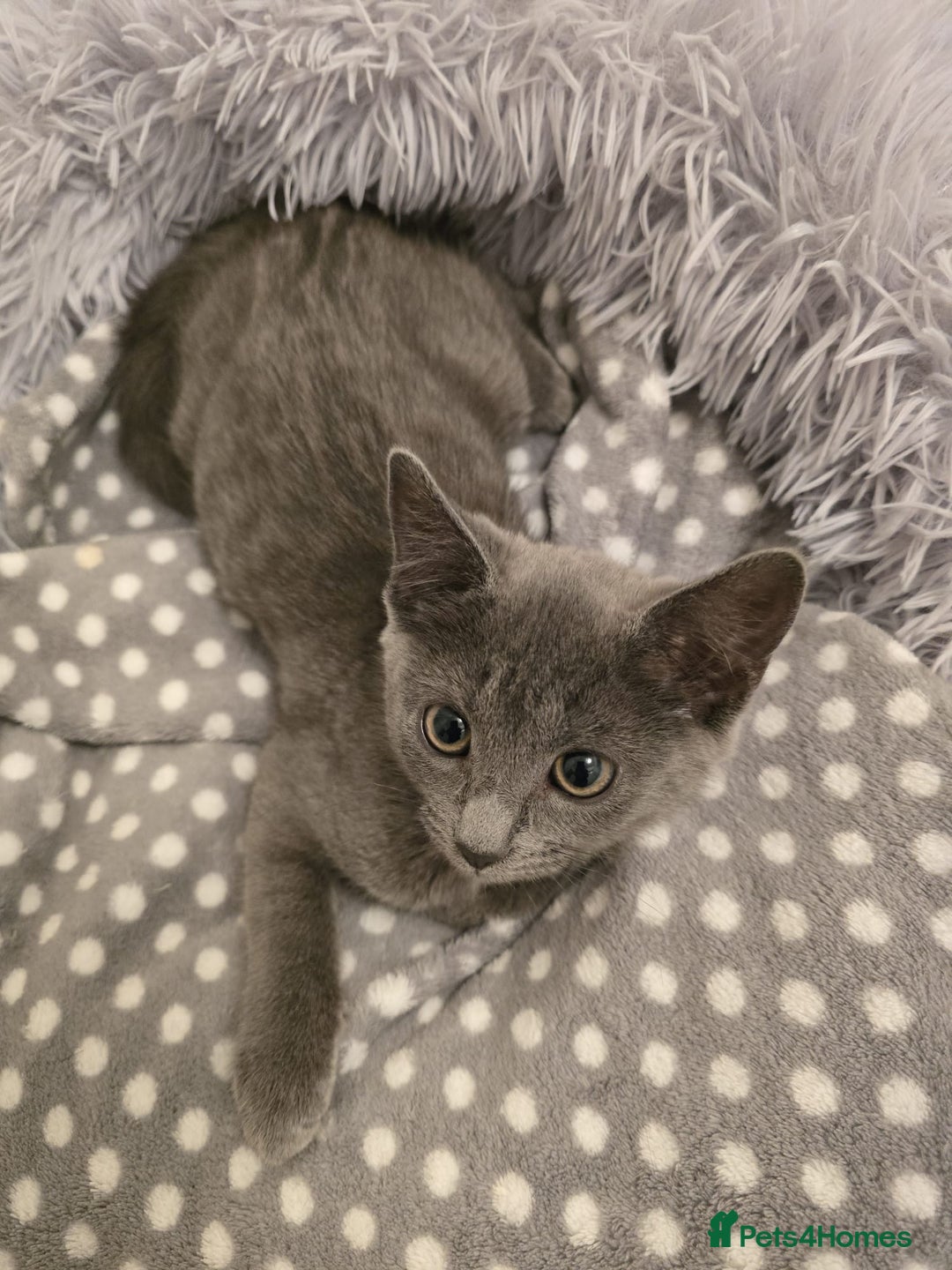Russian Blue cats for sale: Female Russian blue kitten  - Image 5